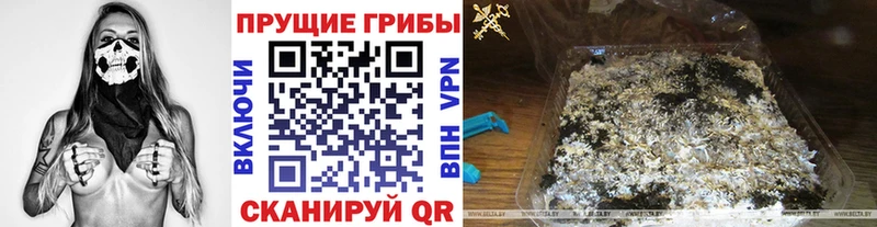 дарнет шоп  Губаха  Галлюциногенные грибы GOLDEN TEACHER 